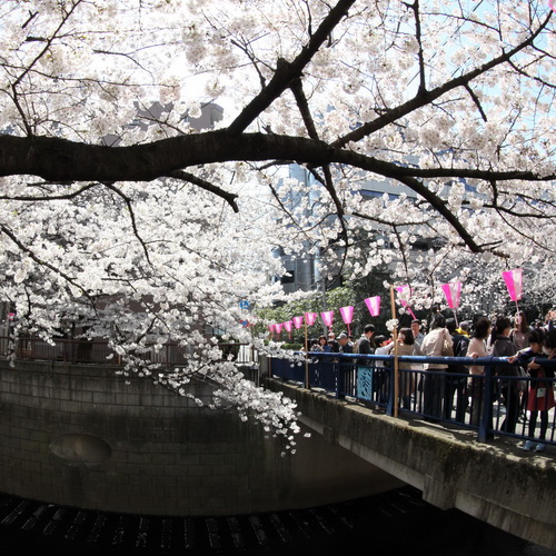 IMG 0087 - 目黒川の桜